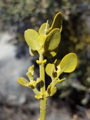 Phoradendron coryae