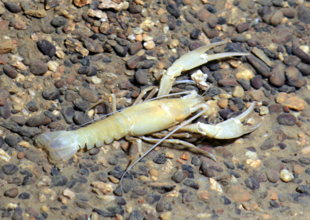 Mammoth Cave Crayfish