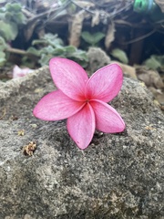 Plumeria rubra