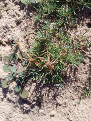 Adenogramma glomerata