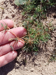 Adenogramma glomerata