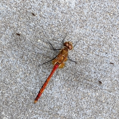 Sympetrum