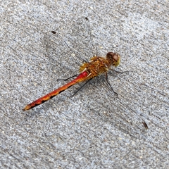 Sympetrum