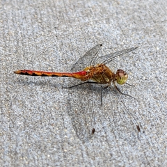 Sympetrum