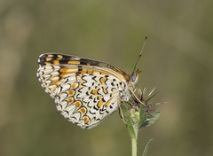 Melitaea pseudornata
