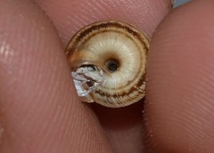 Xeroplexa intersecta