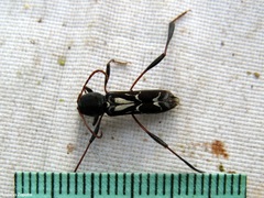 Neoclytus ypsilon