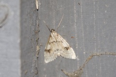 Udea washingtonalis
