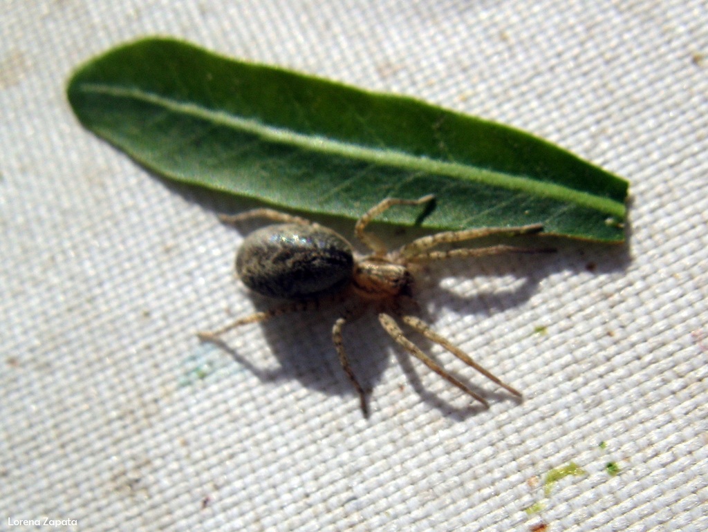 Sanogasta mandibularis