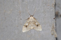 Udea washingtonalis