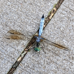Pachydiplax longipennis