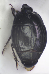 Margarinotus purpurascens