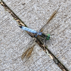 Pachydiplax longipennis