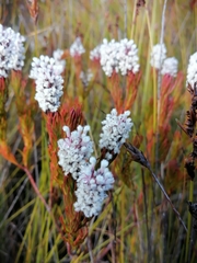 Spatalla mollis