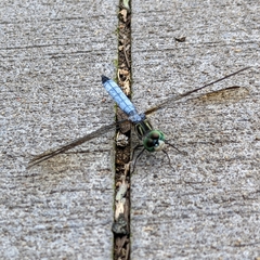 Pachydiplax longipennis
