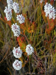 Spatalla mollis