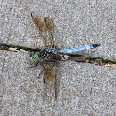 Pachydiplax longipennis