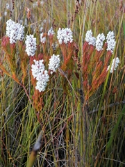 Spatalla mollis