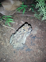 Duttaphrynus melanostictus