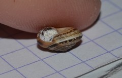 Xeroplexa intersecta