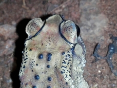 Duttaphrynus melanostictus