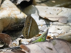 Mycalesis orseis