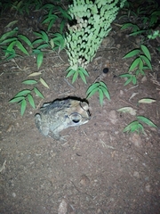 Duttaphrynus melanostictus