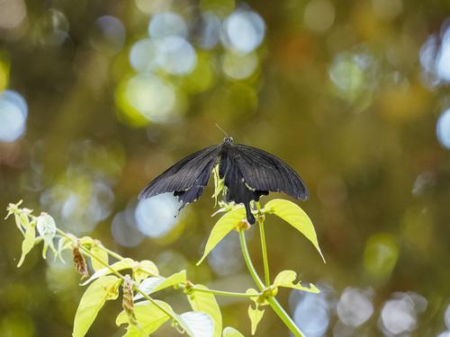 Great Helen Swallowtail