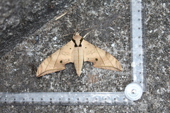 Ambulyx substrigilis