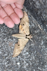 Ambulyx substrigilis