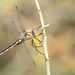 Dot-winged Baskettail - Photo (c) Eric Isley, some rights reserved (CC BY-NC), uploaded by Eric Isley