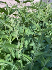 Urtica galeopsifolia