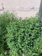 Urtica galeopsifolia