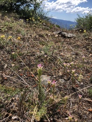 Orthocarpus cuspidatus