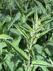 Urtica galeopsifolia