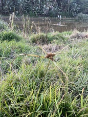 Cyperus polystachyos polystachyos