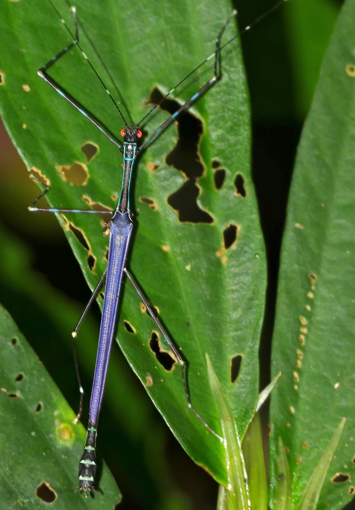 Orthonecroscia fuscoannulata