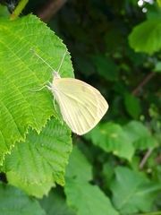 Pieris mannii
