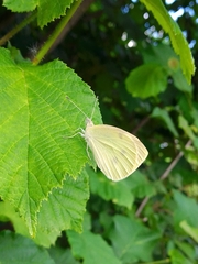 Pieris mannii