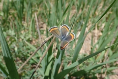 Plebejus melissa