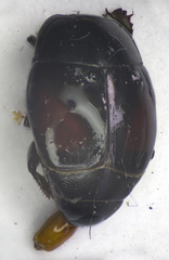 Margarinotus purpurascens