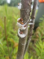 Pulvinaria innumerabilis