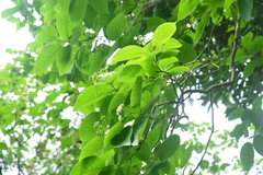 Ehretia dicksonii