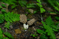 Morchella esculenta