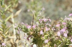 Stachys palaestina
