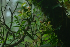 Vanilla albida