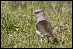 Vanellus resplendens