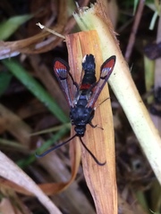 Synanthedon formicaeformis