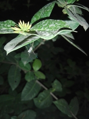 Armigeres subalbatus