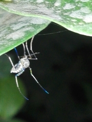 Armigeres subalbatus